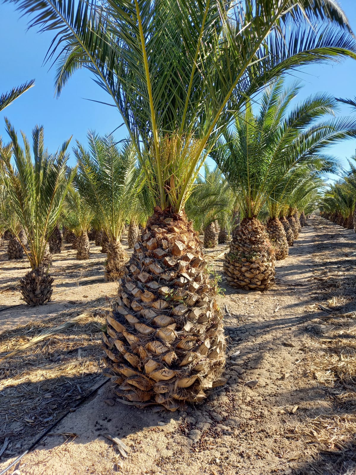 palmera-canaria