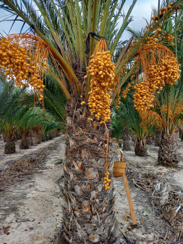 palmera datilera