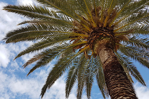 palmera-canaria