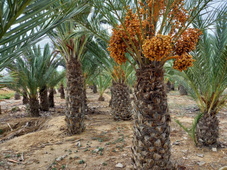 Liquidación de palmeras