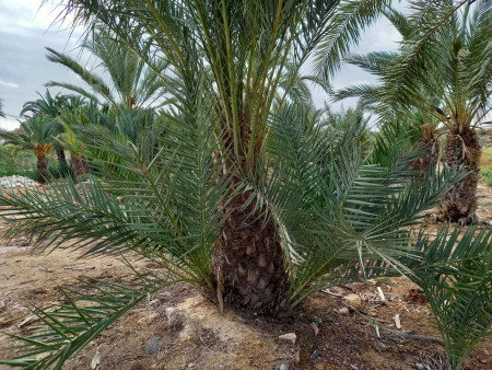 Liquidación de palmeras