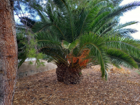 Liquidación de palmeras