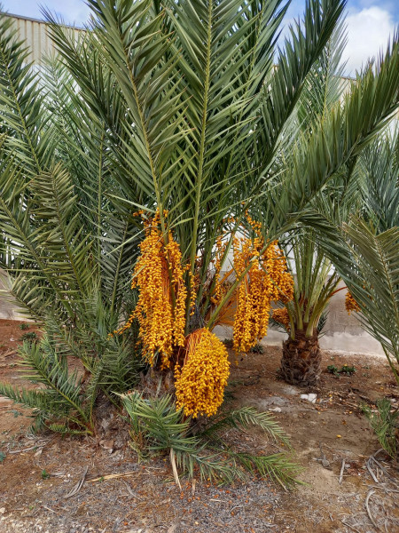 Liquidación de palmeras