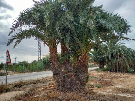 Liquidación de palmeras