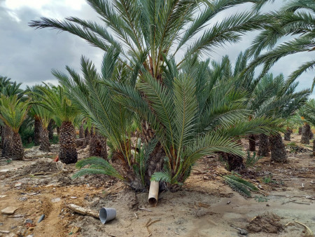 Liquidación de palmeras