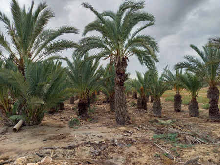 Liquidación de palmeras