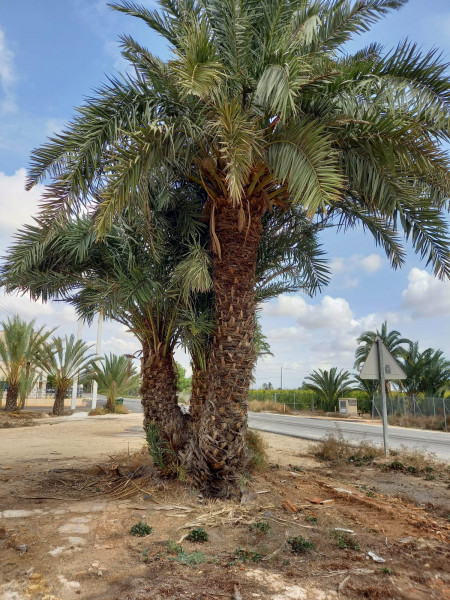Liquidación de palmeras