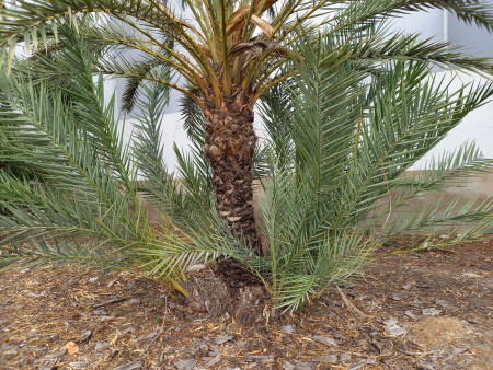 Liquidación de palmeras