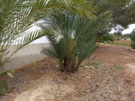 Liquidación de palmeras