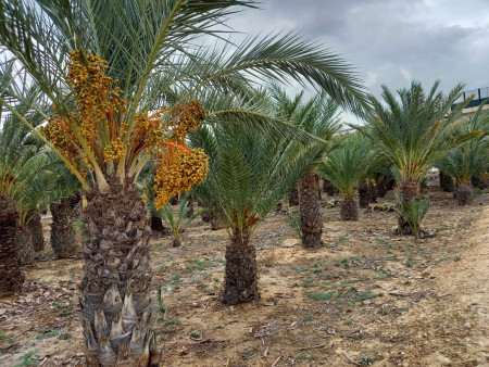 Liquidación de palmeras