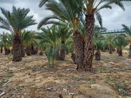 Liquidación de palmeras