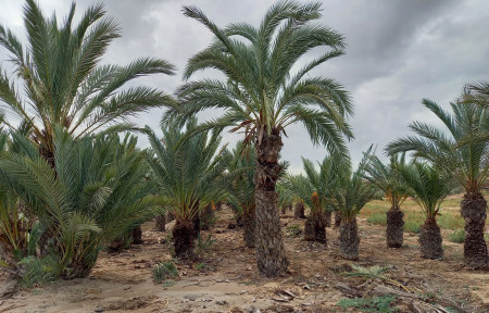 Liquidación de palmeras