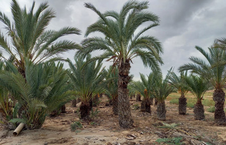 Liquidación de palmeras